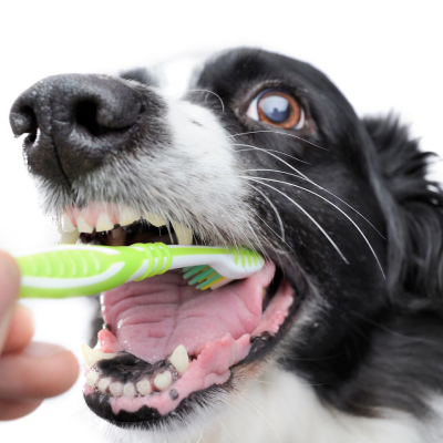 Pet Dentistry