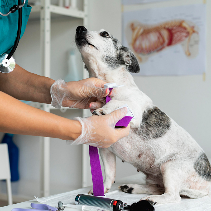 a dog being examined by a vet