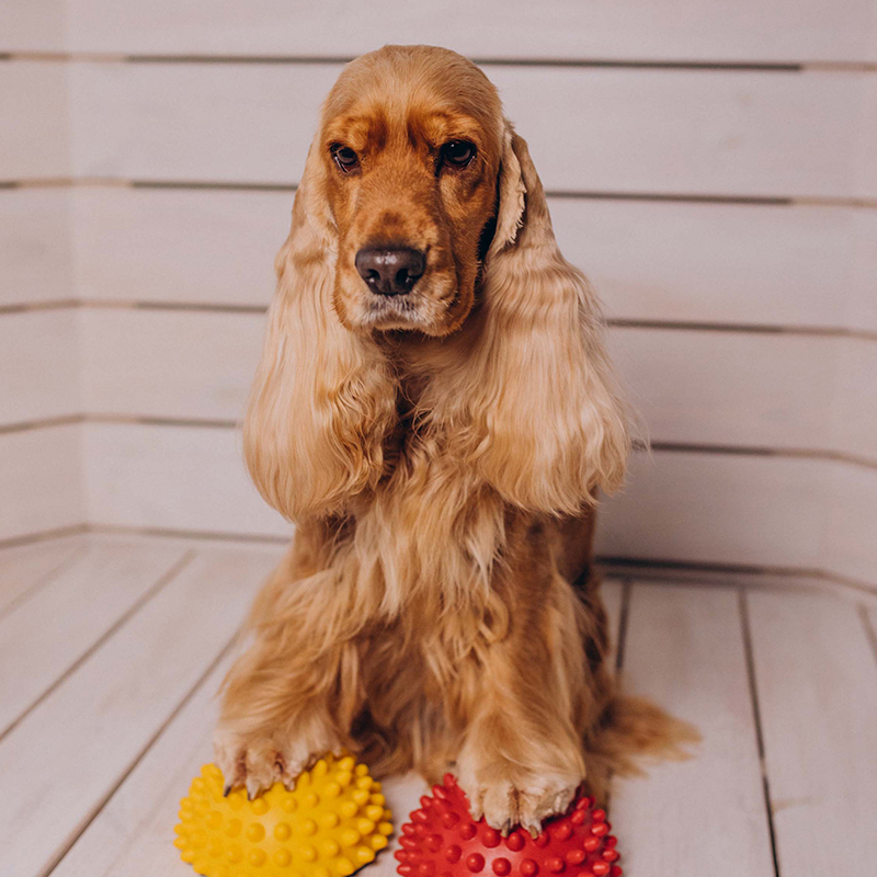 a dog sitting on a wood floor with two balls