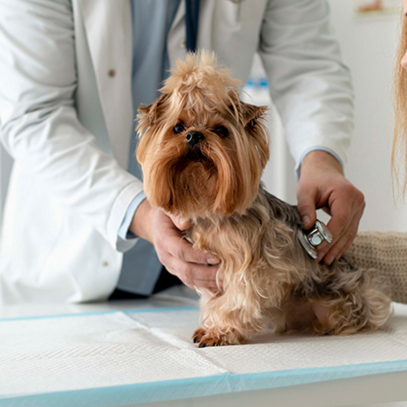 a dog being examined by a veterinarian