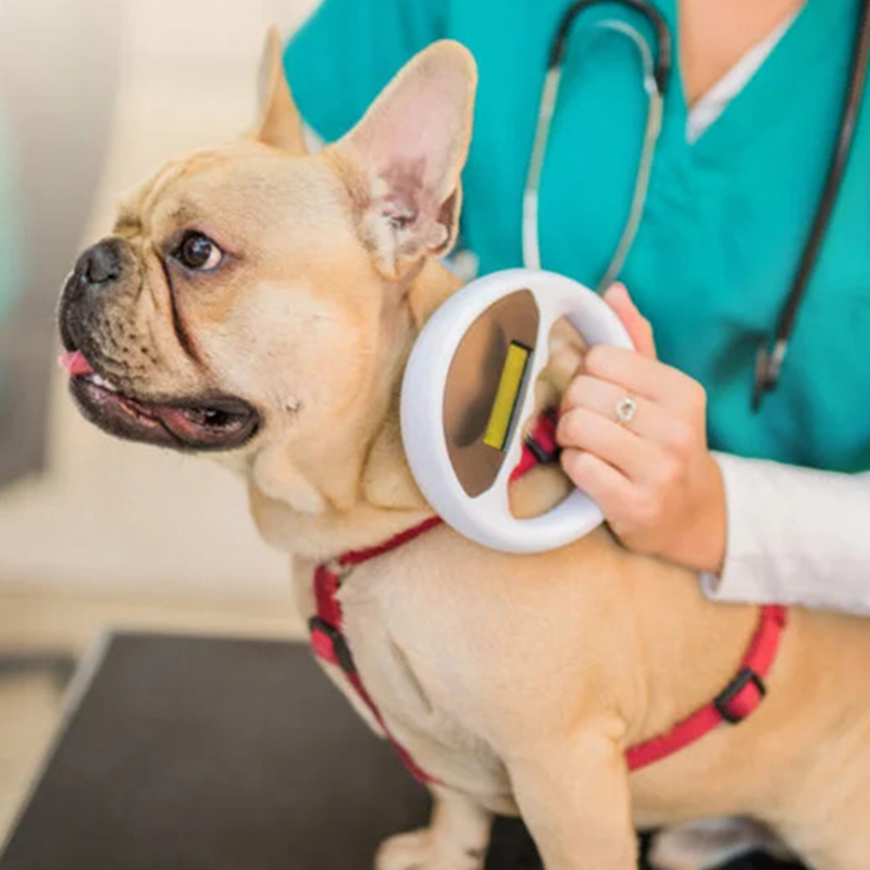 a-dog-with-a-stethoscope-around-its-neck