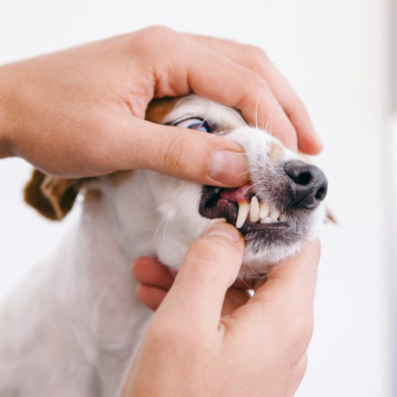 a dog being examined by a person