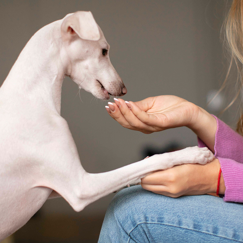 a dog touching a person's hand