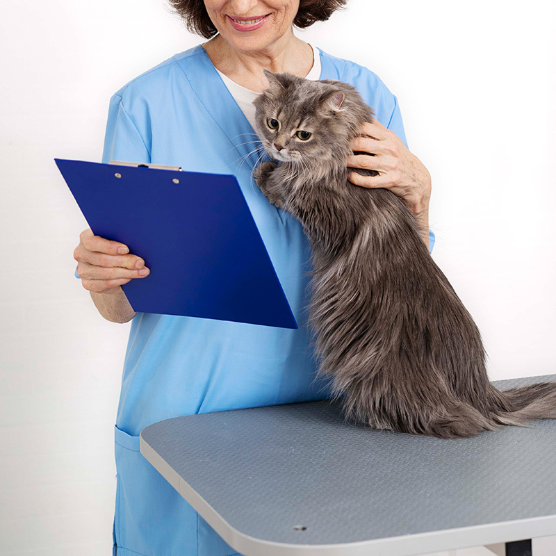 a person holding a cat