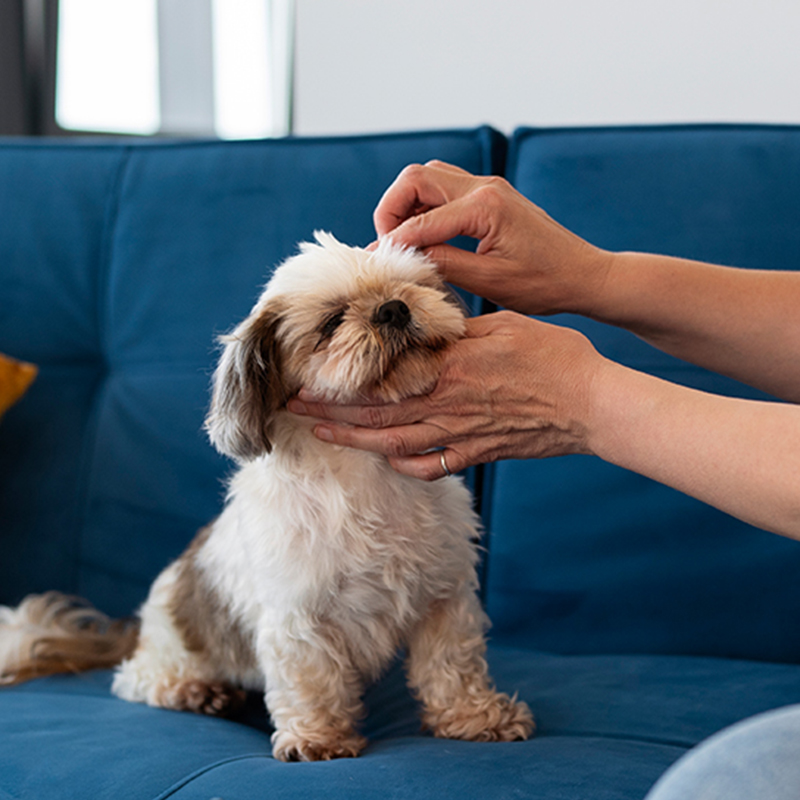 a person petting a dog