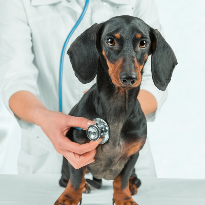 a dog being examined by a doctor