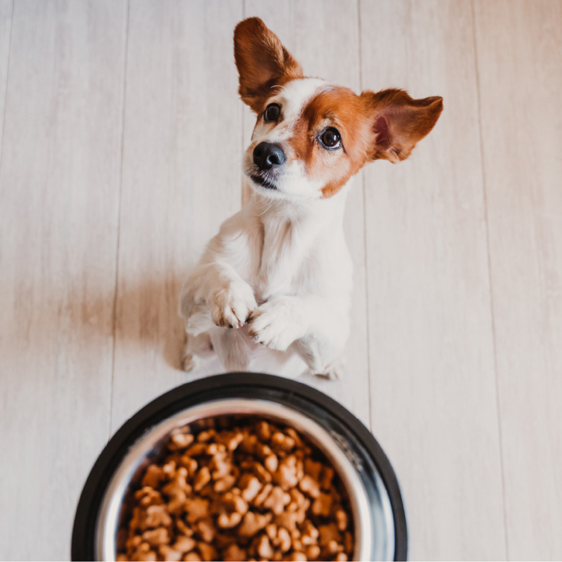 a dog looking up at a bowl of food