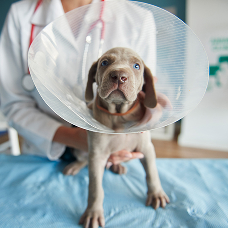 a dog wearing a cone