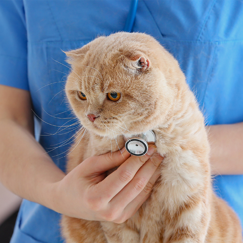 a person holding a cat