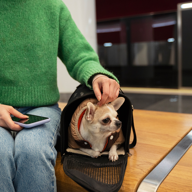 woman-carrying-her-pet-subway