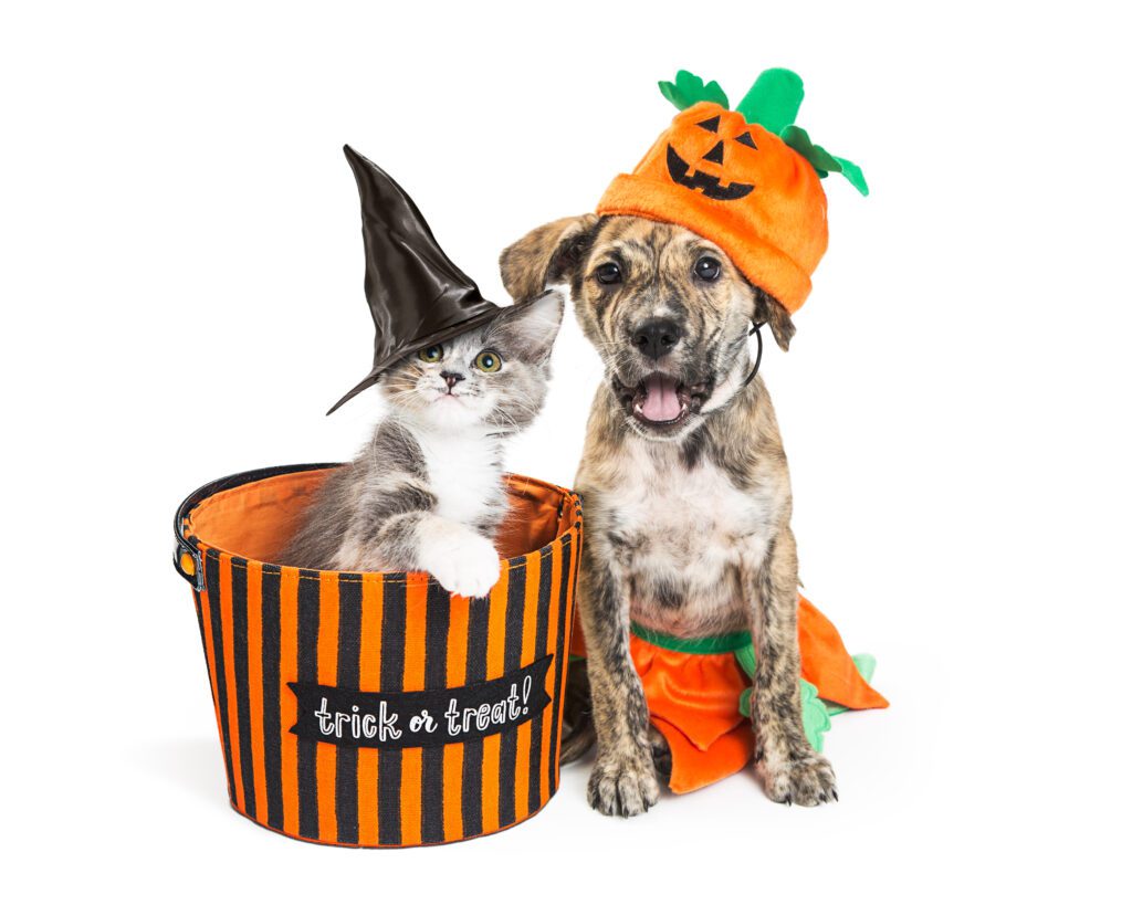 Halloween Pet Safety Mauldin Station Vet