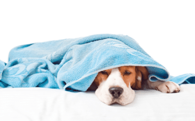 Breathe Easy: Tips and Insights for Handling Canine Respiratory Concerns