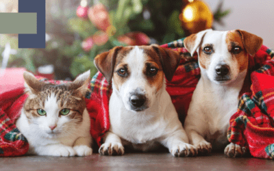 Avoiding Holiday Havoc – Our 12 Day Guide to Pet Safety