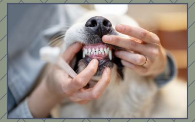 Pawsitively Gleaming Smiles: A Guide to Brushing Your Pet’s Teeth
