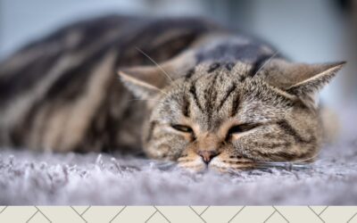 What to Do If You Think Your Pet Has Been Poisoned