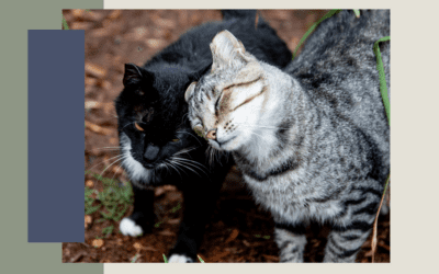 Keeping Outdoor Cats Safe During Summer
