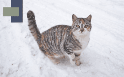 How Cold Is Too Cold for Pets? Winter Safety Tips for Dogs and Cats in Mauldin, SC