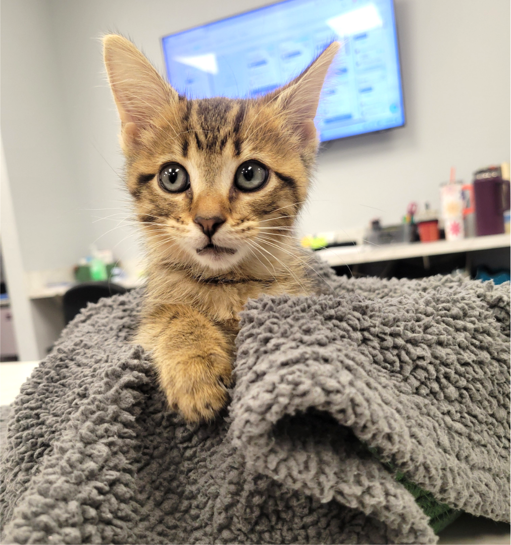 Split Payments With Cherry