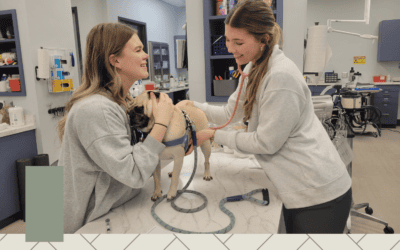 More Than a Vet Visit: How a Strong Veterinary Relationship Helps Your Pet Thrive