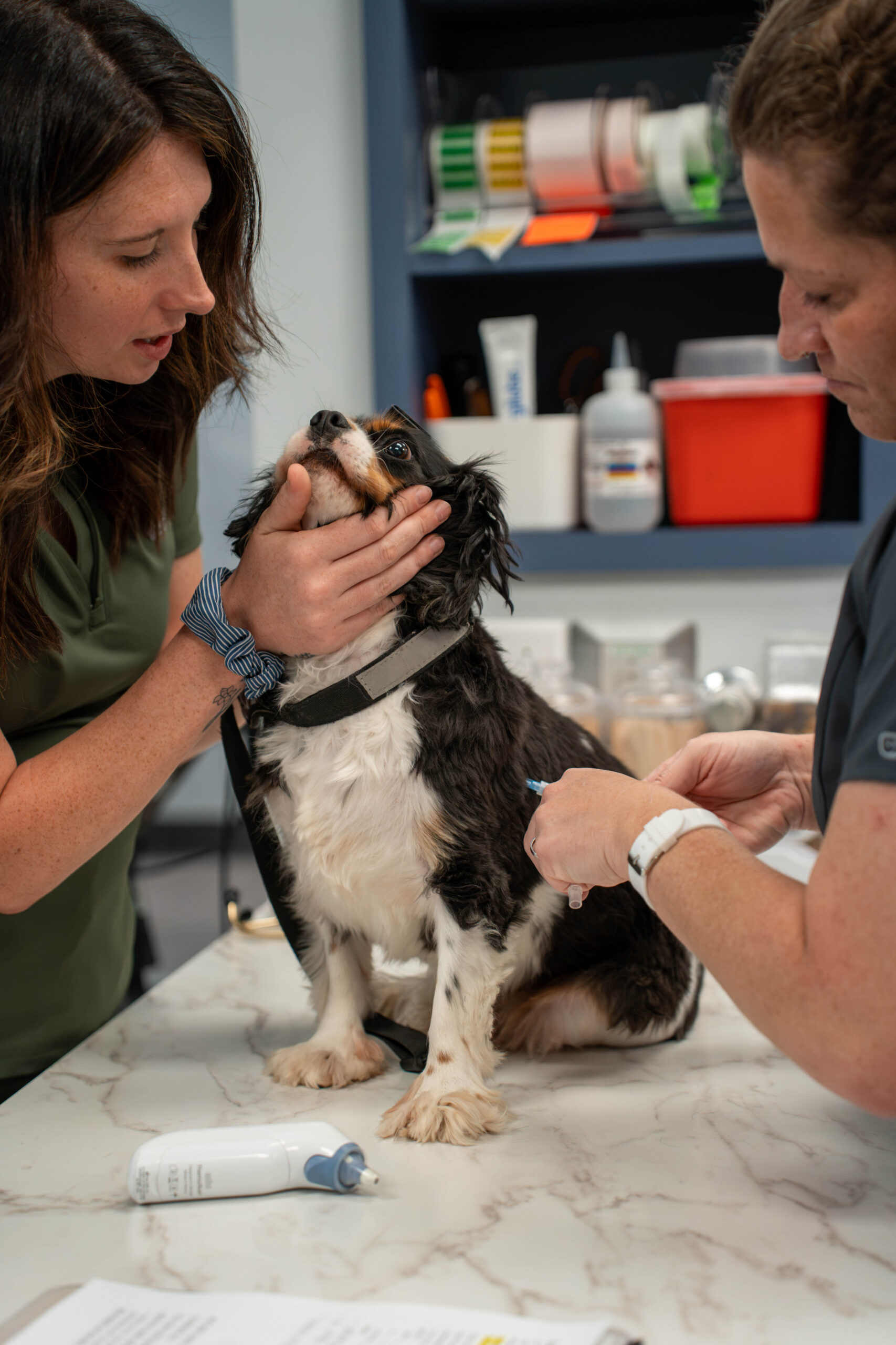 a dog being checked by a doctor
