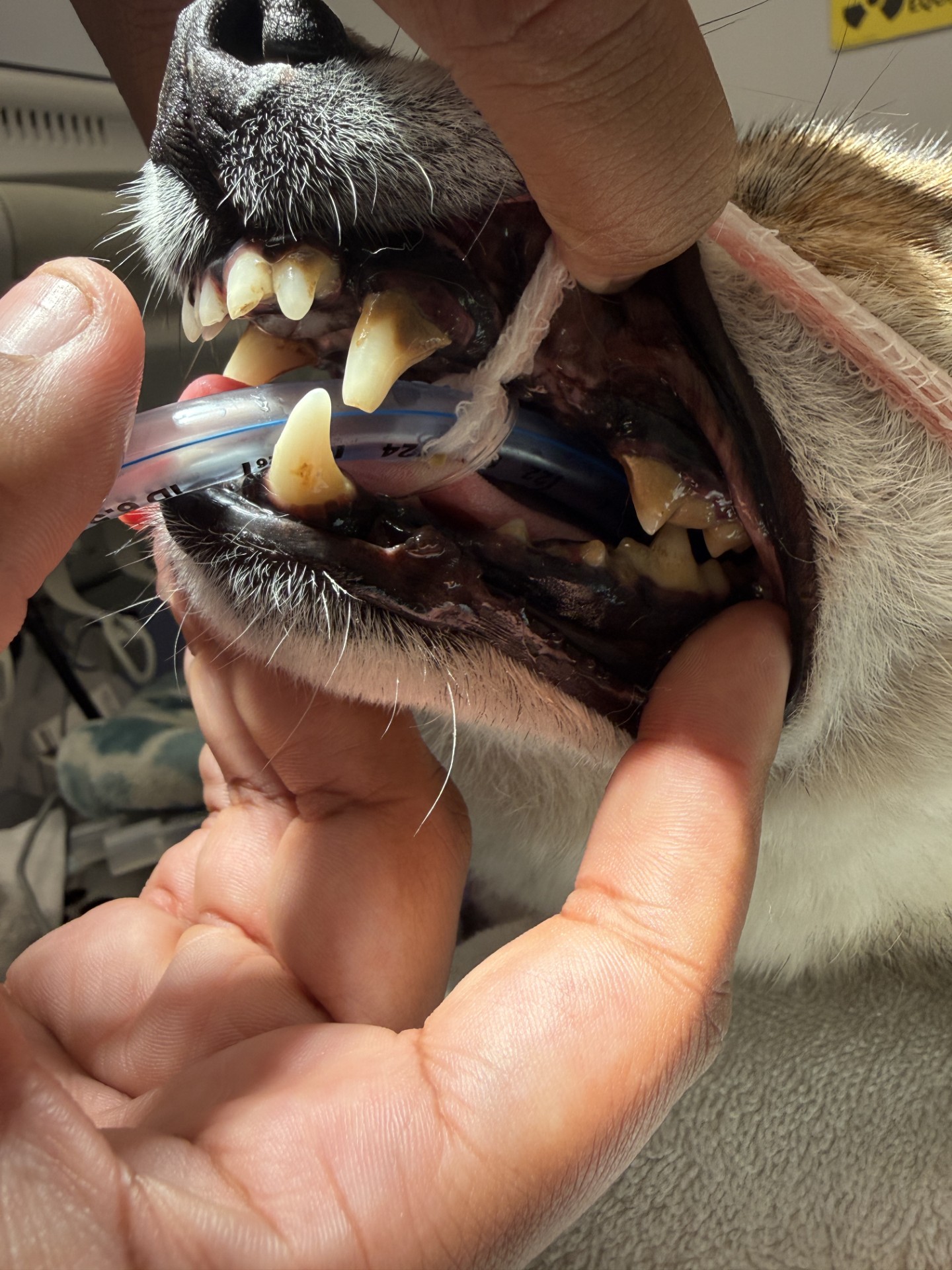 a dog eating a bone