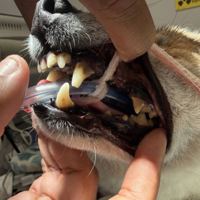 Pet Dentistry