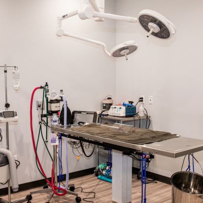 Pet Surgery