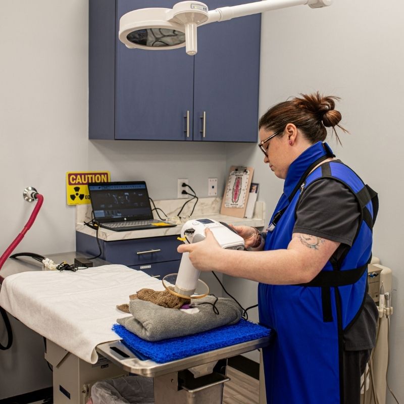 a dog being examined by a veterinarian