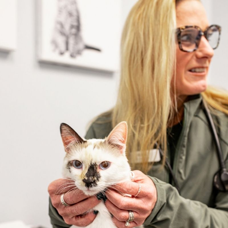 a person holding a cat