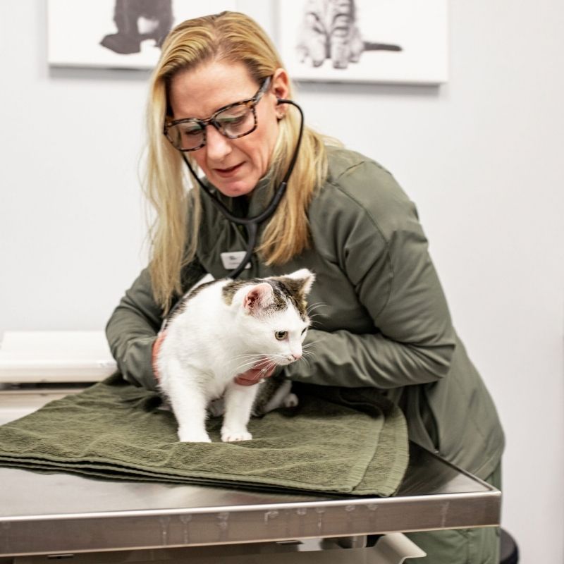 a person holding a cat